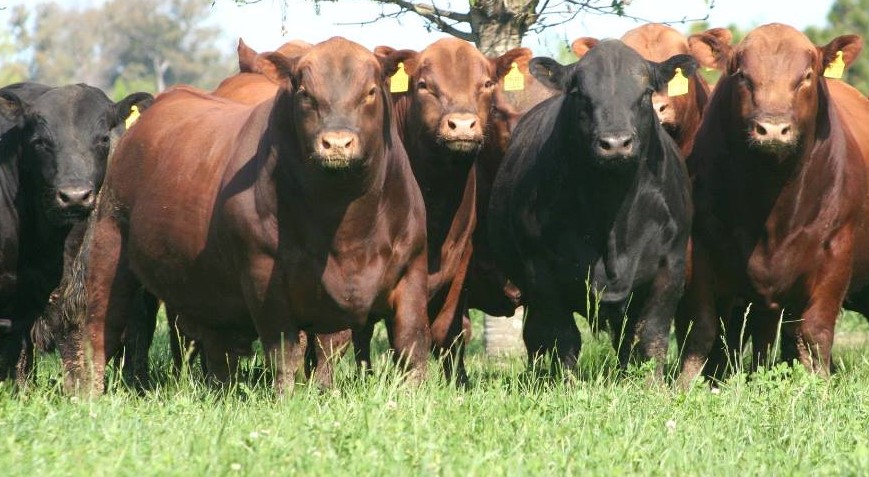 herd bulls